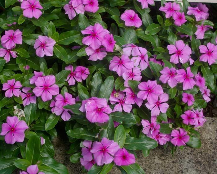 catharanthus-roseus-alchetron-the-free-social-encyclopedia