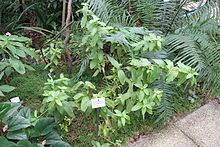 Catharanthus trichophyllus httpsuploadwikimediaorgwikipediacommonsthu
