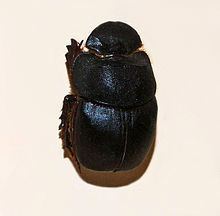 Catharsius molossus httpsuploadwikimediaorgwikipediacommonsthu