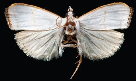 Catharylla tenellus