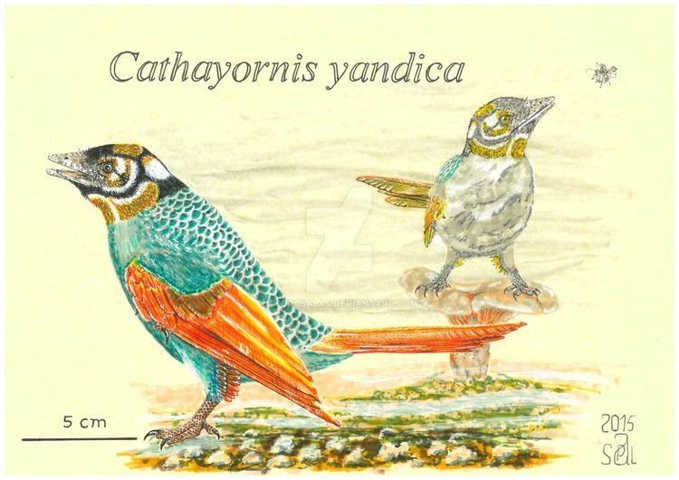 Cathayornis Cathayornis yandica by PedroSalas on DeviantArt