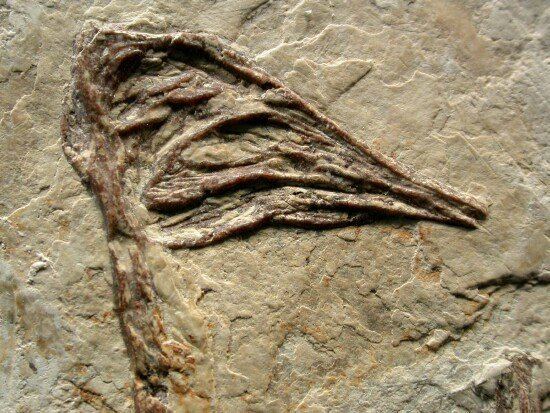 Cathayornis Cathayornis yandica Fossil Bird
