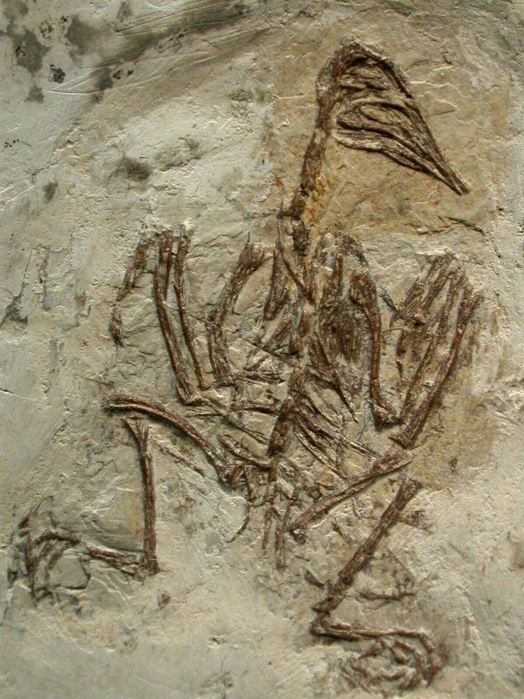 Cathayornis Cretaceous Fossil Bird China Cathayornis yandica