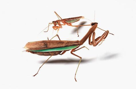 Catherine Chalmers Catherine Chalmers Food Chain Praying Mantises aCurator