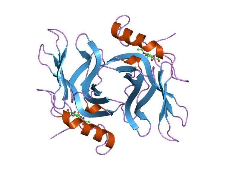 Cation-dependent mannose-6-phosphate receptor