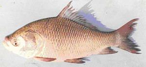 Catla FAO Fisheries amp Aquaculture Cultured Aquatic Species Information