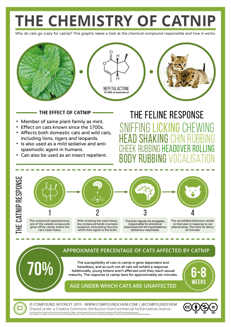 Catnip Compound Interest The Chemical Behind Catnip39s Effect on Cats