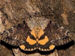 Catocala Moth Photographers Group Living Moths Plate 26F Noctuidae
