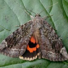 Catocala Moth Photographers Group Living Moths Plate 26F Noctuidae