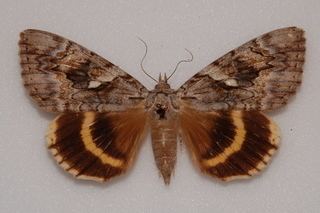 Catocala cerogama Catocala cerogama Yellowbanded Underwing Discover Life