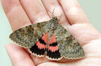 Catocala elocata Moths and Butterflies of Europe and North Africa
