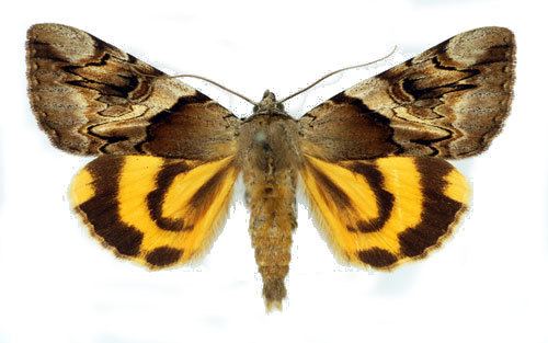 Catocala fulminea Catocala fulminea Insecta Lepidoptera Noctuidae