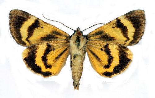 Catocala fulminea Catocala fulminea Insecta Lepidoptera Noctuidae