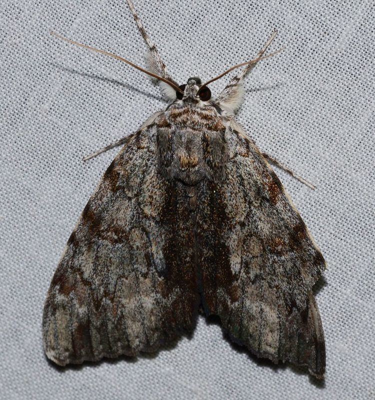 Catocala insolabilis