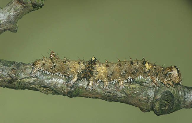 Catocala sponsa Dark Crimson Underwing Catocala sponsa UKMoths