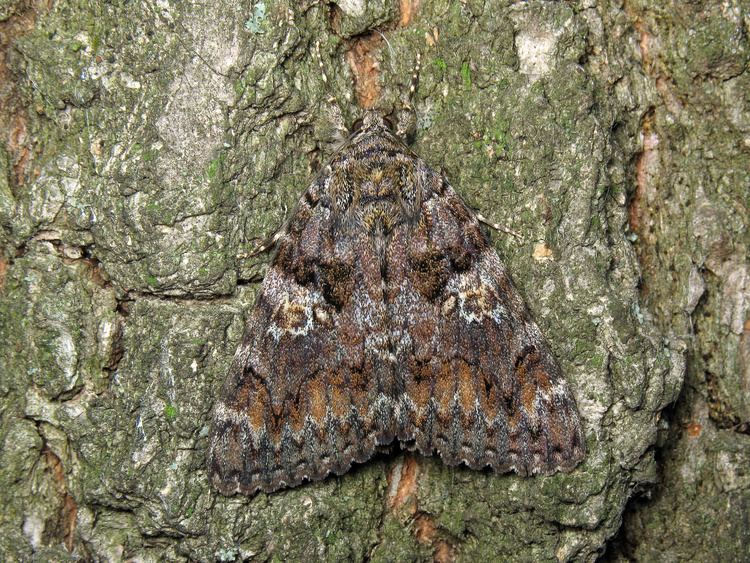 Catocala sponsa FileCatocala sponsa on tree 2008JPG Wikimedia Commons