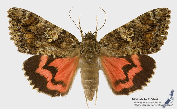 Catocala sponsa Lepidoptera around Romania and not only Catocala sponsa Linnaeus