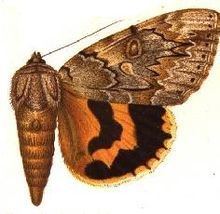 Catocala subnata httpsuploadwikimediaorgwikipediacommonsthu
