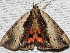 Catocala ultronia Moth Photographers Group Catocala ultronia 8857