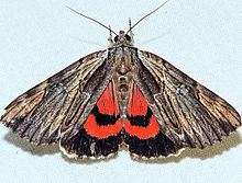 Catocala ultronia httpsuploadwikimediaorgwikipediacommonsthu