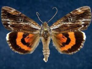 Catocala ultronia Moth Photographers Group Catocala ultronia 8857