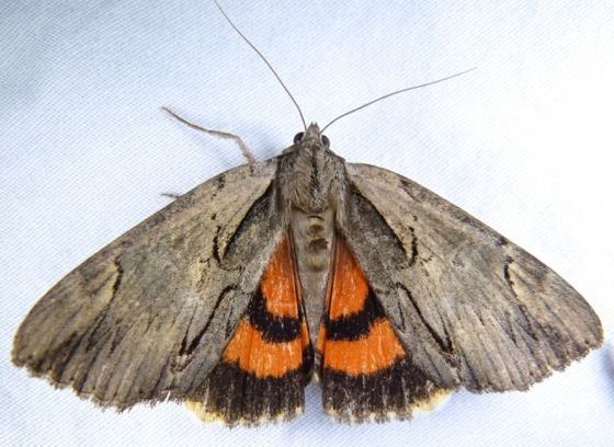 Catocala ultronia Catocala ultronia Ultronia Underwing Prairie Haven