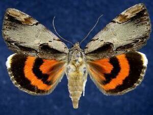 Catocala ultronia Moth Photographers Group Catocala ultronia 8857