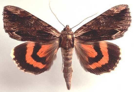 Catocala ultronia Catocala ultronia