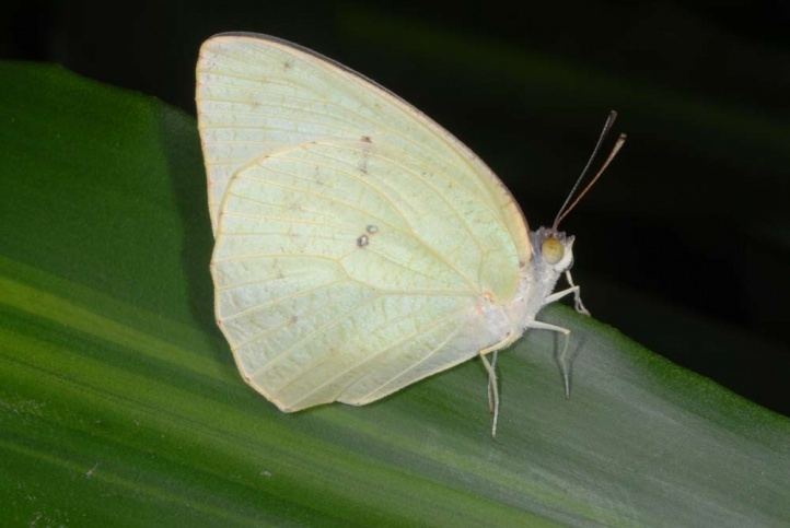 Catopsilia florella European Lepidoptera and their ecology Catopsilia florella