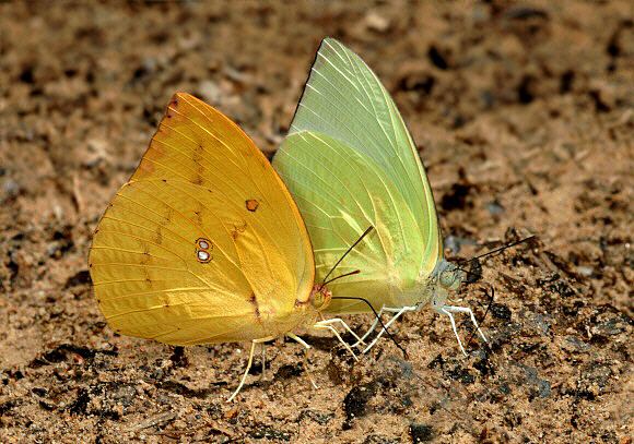 Catopsilia pomona Butterflies of Malaysia Catopsilia pomona