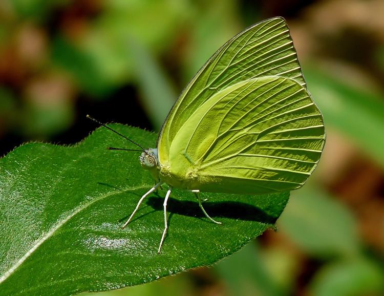 Catopsilia pomona FileCatopsilia pomona by kadavoor editpng Wikimedia Commons