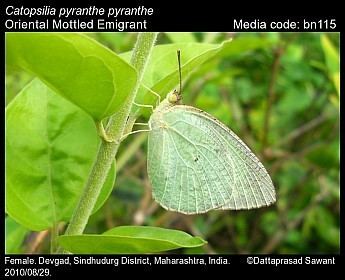 Catopsilia pyranthe Catopsilia pyranthe Mottled Emigrant Butterflies of India