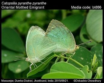 Catopsilia pyranthe Catopsilia pyranthe Mottled Emigrant Butterflies of India