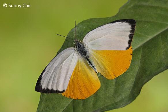 Catopsilia scylla ButterflyCircle Checklist