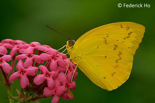 Catopsilia scylla ButterflyCircle Checklist