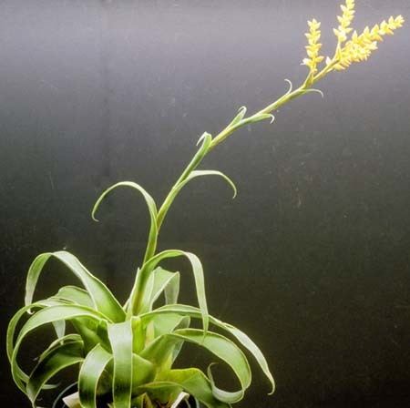 Catopsis Catopsis Bromeliad Plant Species Bromeliad Plant Care