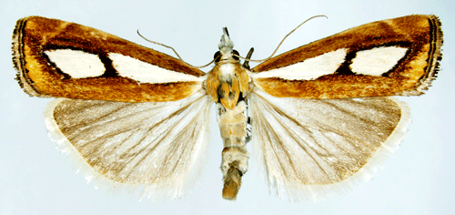 Catoptria Catoptria pinella Insecta Lepidoptera Pyralidae