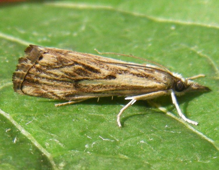 Catoptria Catoptria falsella Catoptria falsella NatureSpot