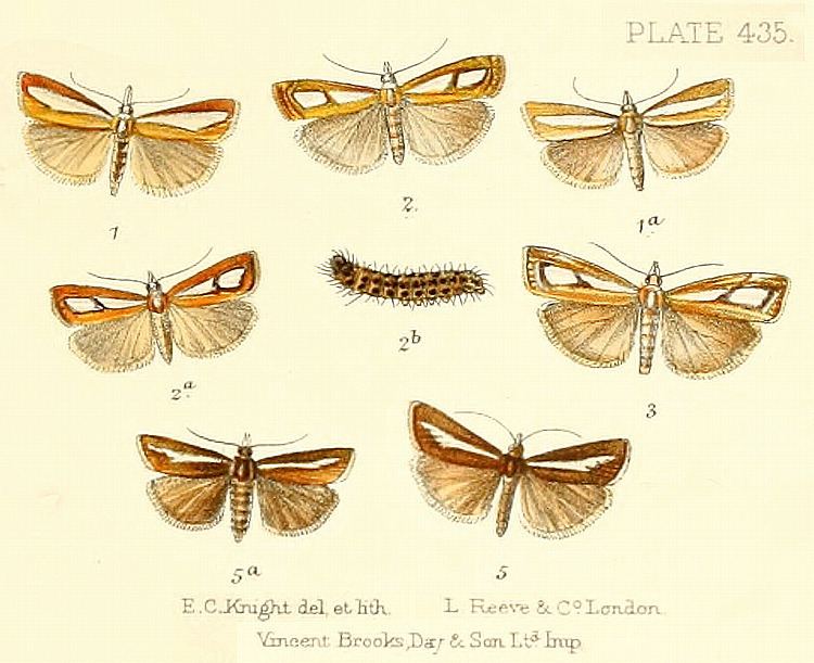 Catoptria Insects of Britain and Ireland grass moth genera Catoptria Hbner