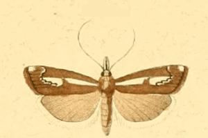 Catoptria corsicellus