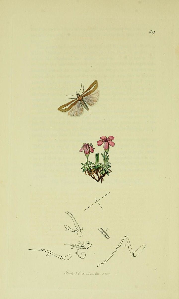 Catoptria furcatellus