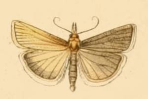 Catoptria laevigatellus