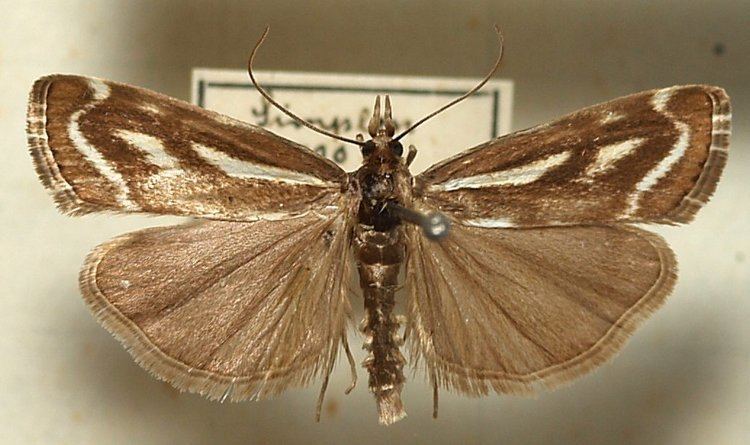 Catoptria luctiferella