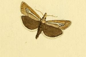Catoptria petrificella