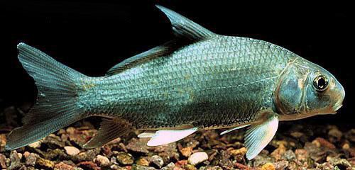 Catostomidae CATOSTOMIDAE With its counterpart