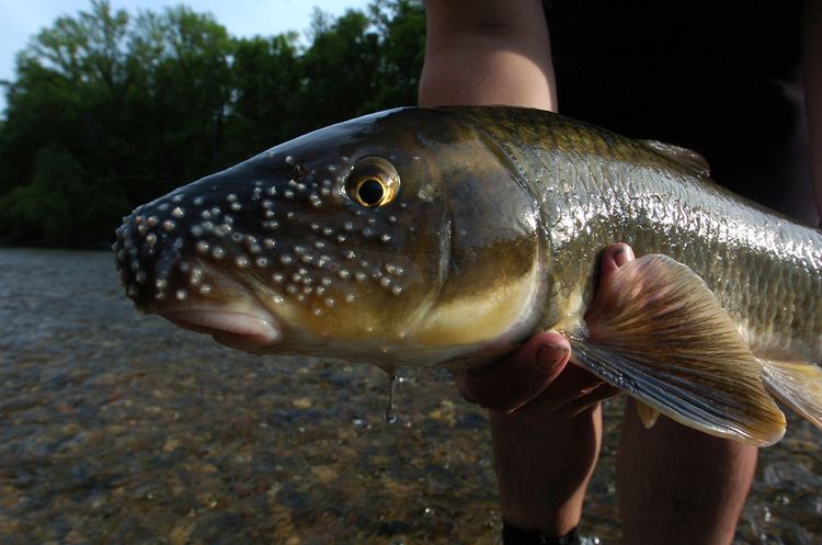 Catostomidae River redhorse Moxostoma carinatum Catostomidae A male R Flickr