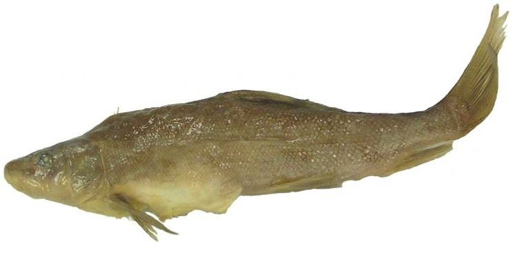 Catostomidae Catostomidae