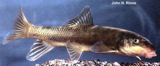 Catostomus Fish Identification