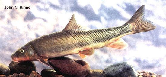 Catostomus Fish Identification