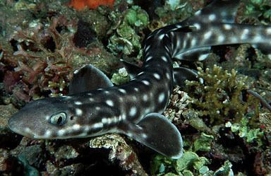 Catshark Marine Ornamental Fish amp Invertebrate Breeders View topic
